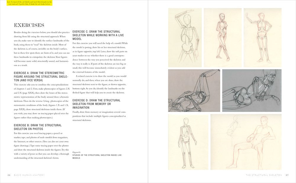 Basic Human Anatomy
