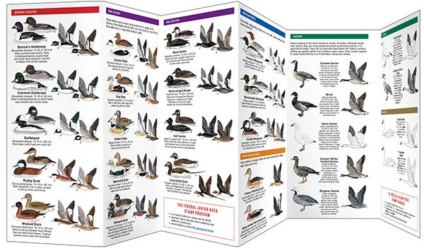 Waterfowl