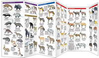 East Africa Wildlife