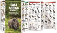 East Africa Wildlife