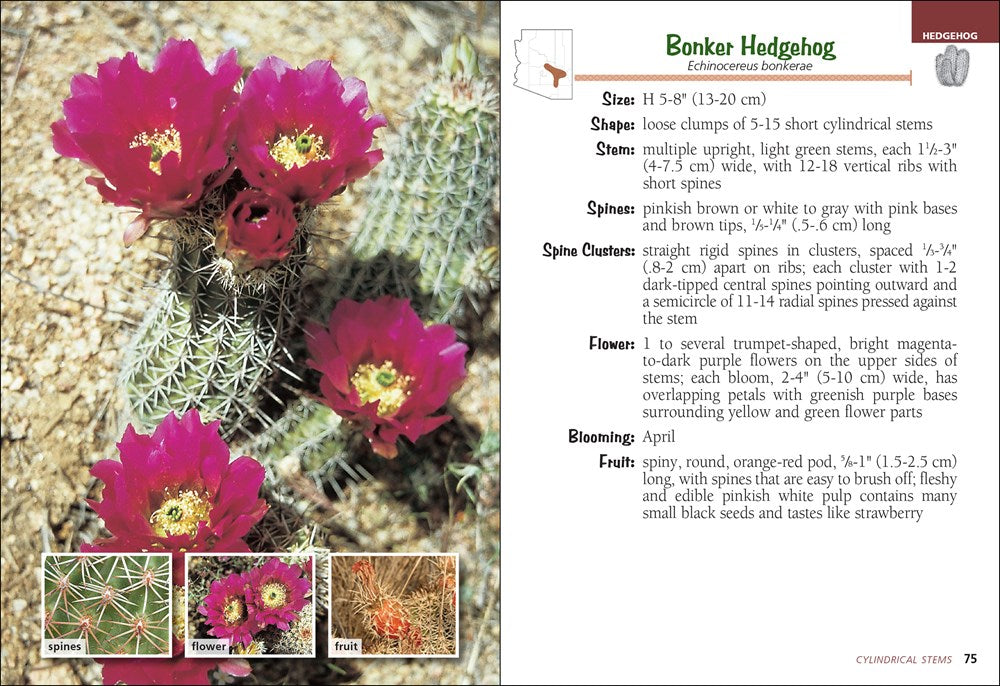 Cactus of Arizona Field Guide