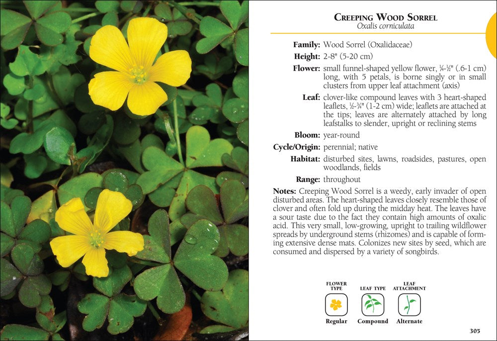 Wildflowers of Florida Field Guide