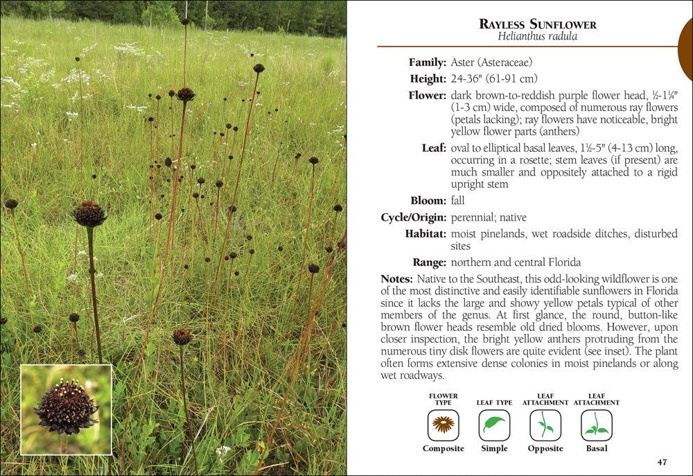 Wildflowers of Florida Field Guide