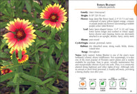 Wildflowers of Florida Field Guide