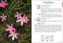 Wildflowers of Florida Field Guide