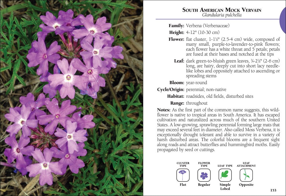 Wildflowers of Florida Field Guide
