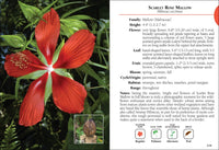Wildflowers of Florida Field Guide