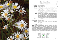 Wildflowers of Florida Field Guide