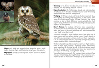 Birds of Prey of the South Field Guide