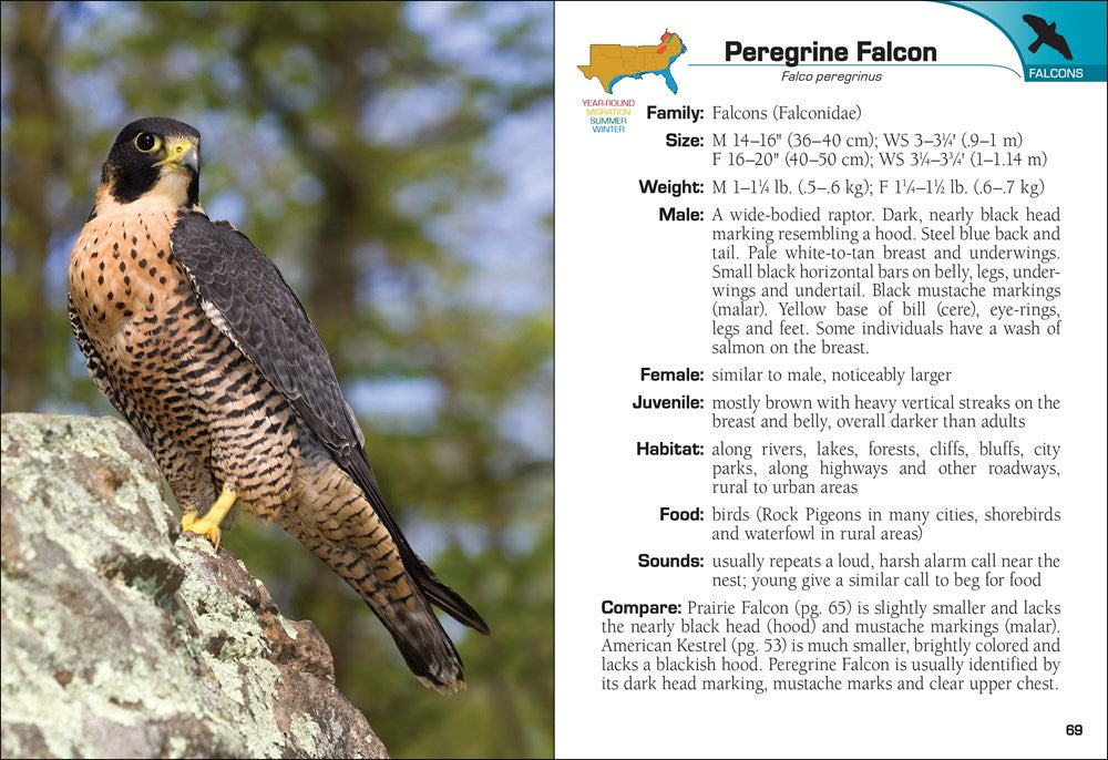 Birds of Prey of the South Field Guide