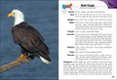 Birds of Prey of the South Field Guide