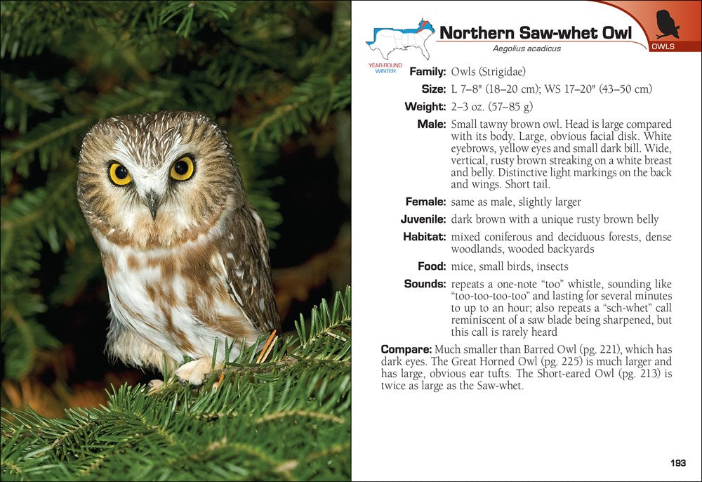 Birds of Prey of the South Field Guide