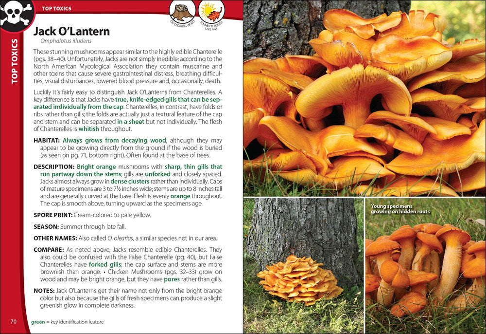 Mushrooms of the Northeast: A Simple Guide to Common Mushrooms