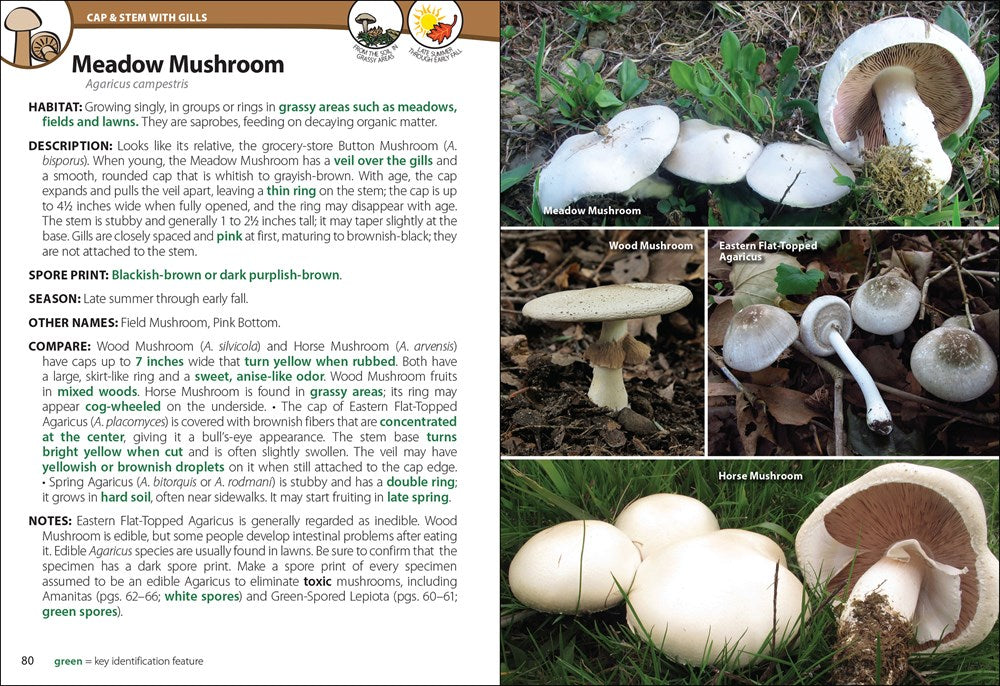 Mushrooms of the Northeast: A Simple Guide to Common Mushrooms