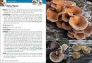 Mushrooms of the Northeast: A Simple Guide to Common Mushrooms