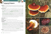 Mushrooms of the Northeast: A Simple Guide to Common Mushrooms