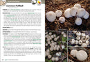 Mushrooms of the Upper Midwest: A Simple Guide to Common Mushrooms (2nd Edition, Revised)