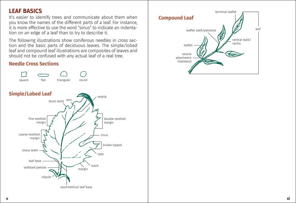 Trees of Michigan Field Guide
