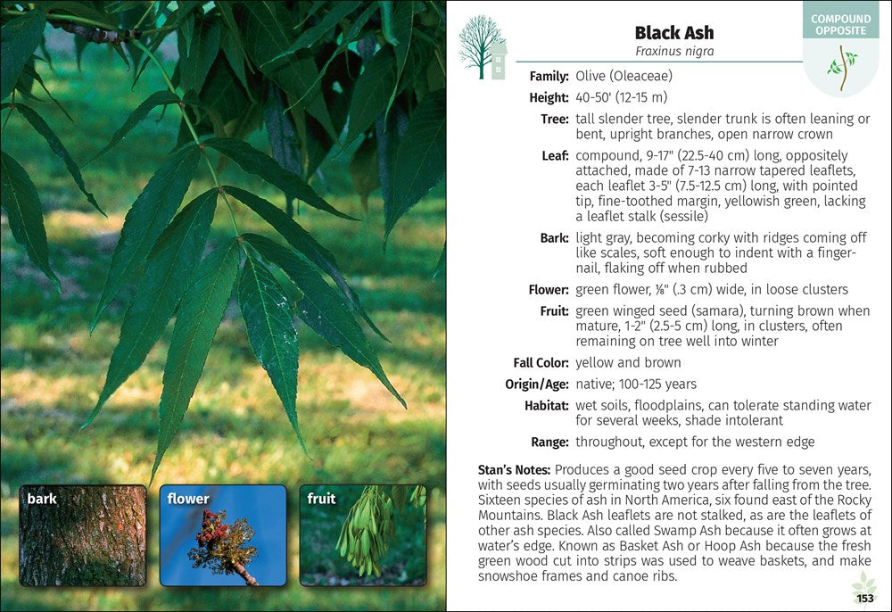 Trees of Minnesota Field Guide