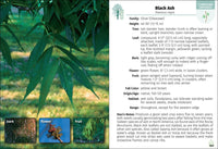 Trees of Minnesota Field Guide