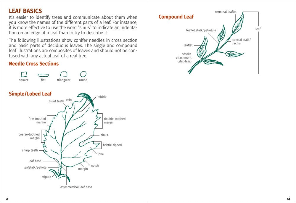 Trees of Minnesota Field Guide