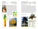 A Californian's Guide to the Trees Among Us