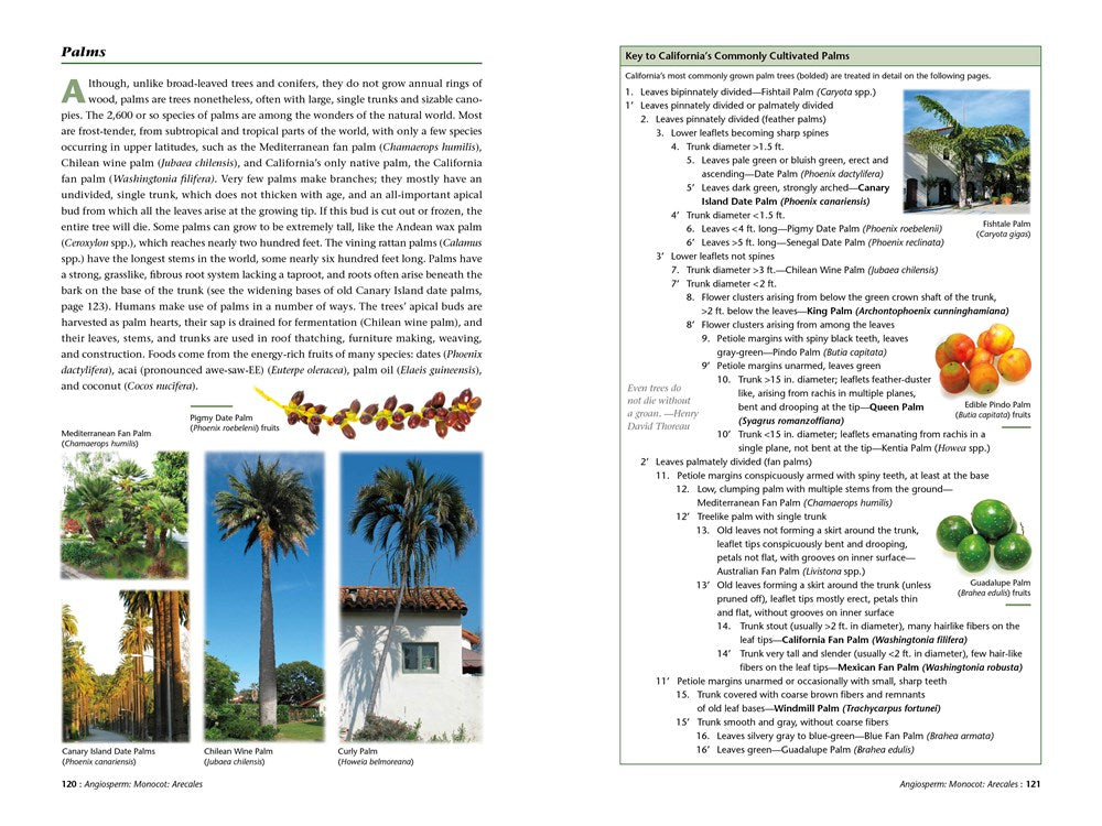 A Californian's Guide to the Trees Among Us