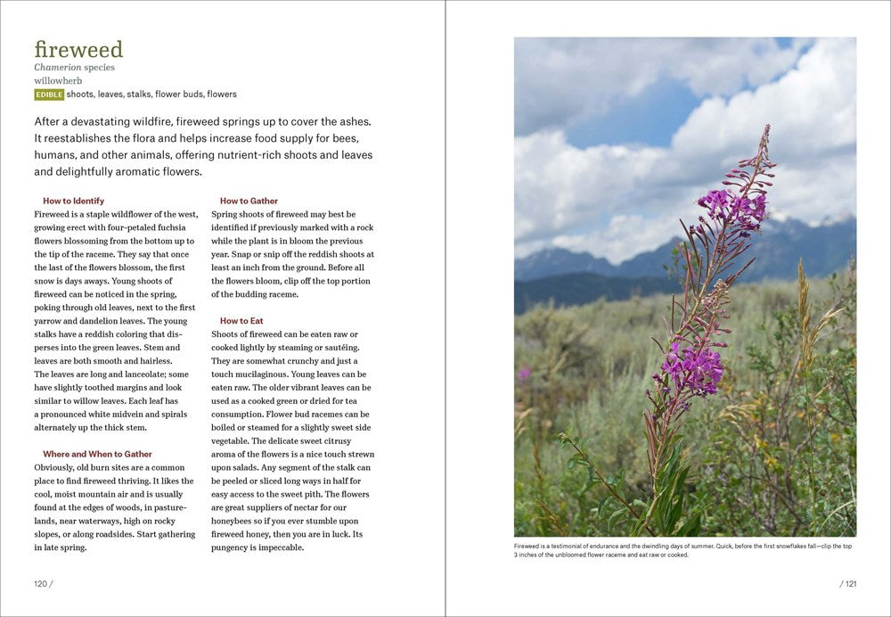 Mountain States Foraging