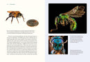 Our Native Bees