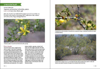 Southwest Medicinal Plants