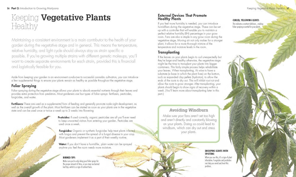 Growing Marijuana