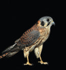 Raptors: Birds of Prey