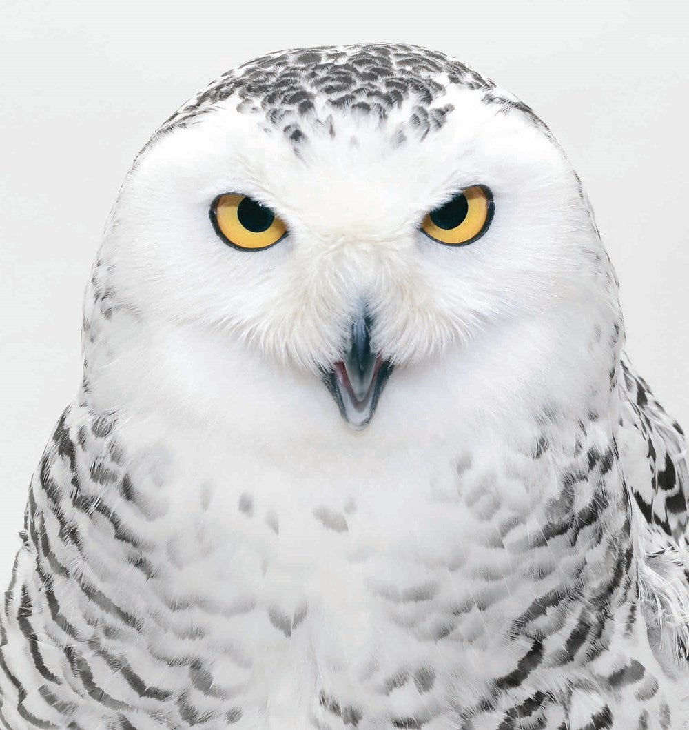 Raptors: Birds of Prey