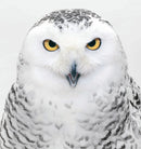 Raptors: Birds of Prey