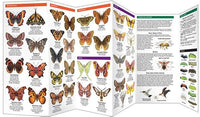 Ohio Butterflies & Pollinators