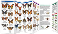 Arizona Butterflies & Pollinators