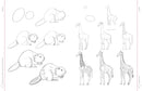 Draw Like an Artist: 100 Realistic Animals