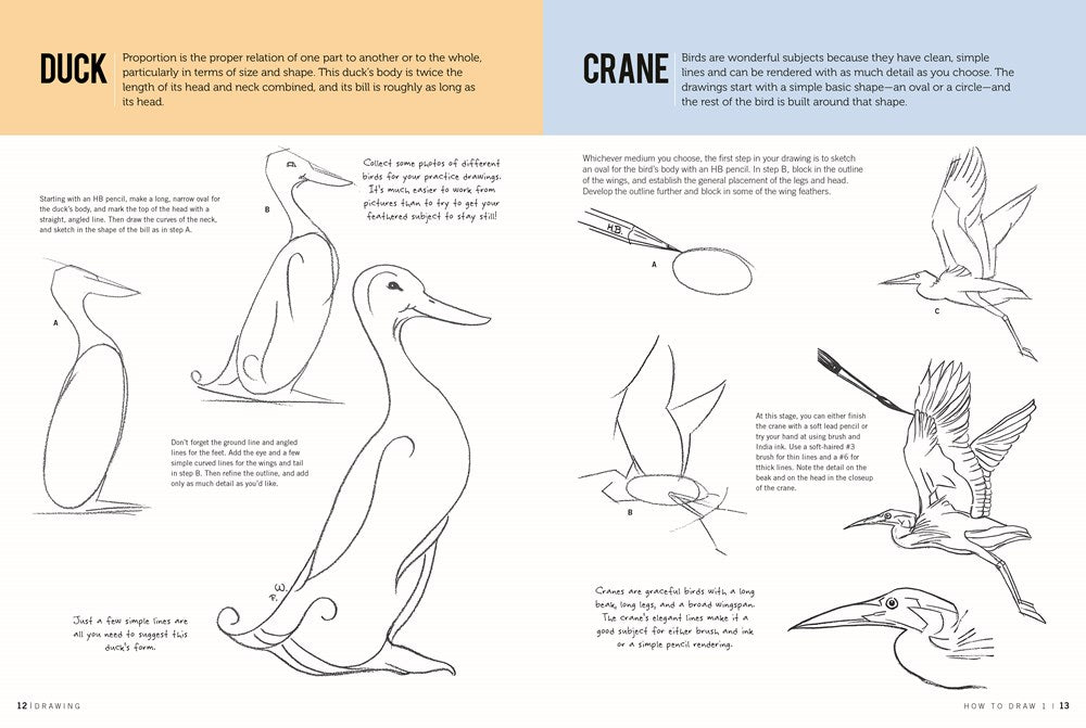 Drawing: How to Draw 1
