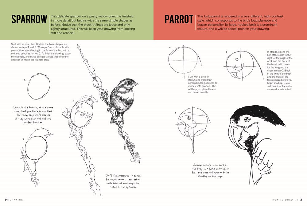 Drawing: How to Draw 1