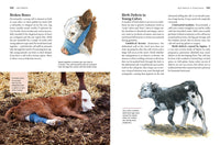 Storey's Guide to Raising Beef Cattle, 4th Edition