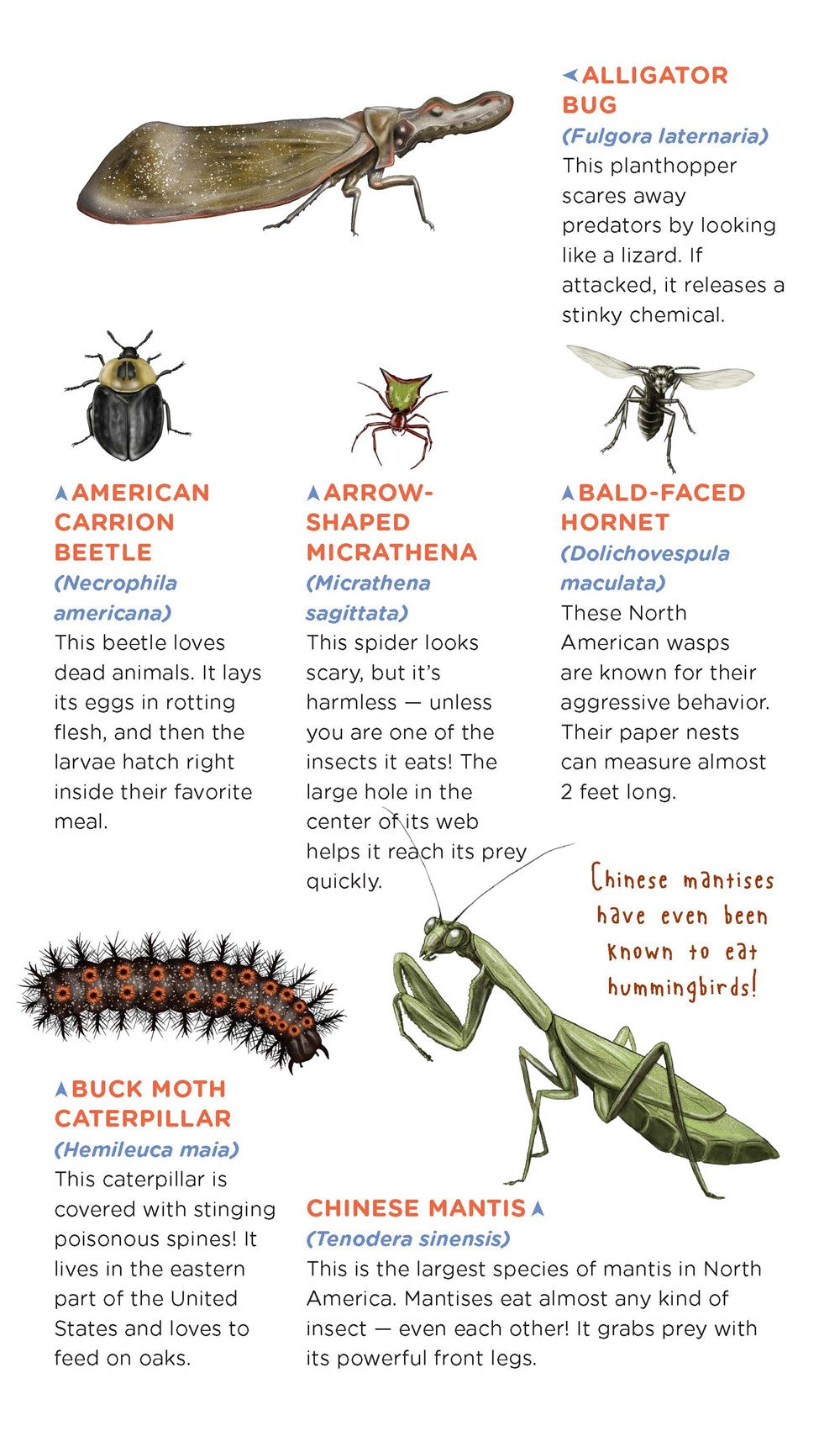 Creepy, Crawly Tattoo Bugs