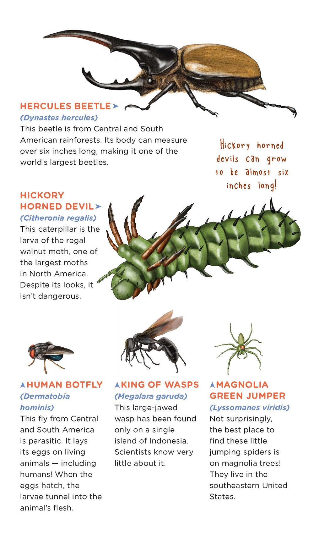 Creepy, Crawly Tattoo Bugs