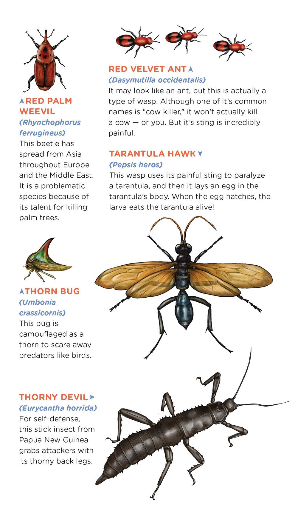Creepy, Crawly Tattoo Bugs