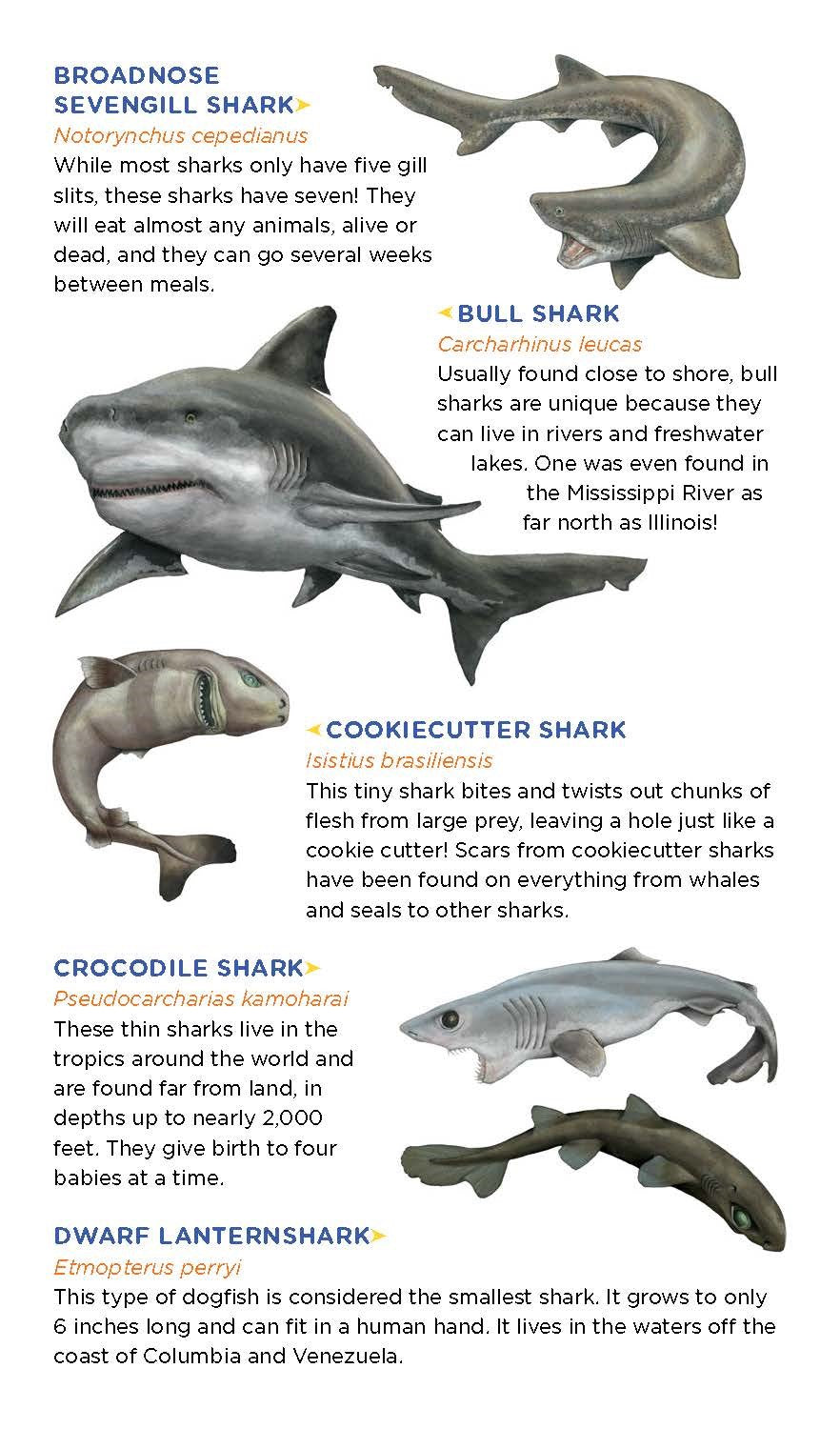 Super, Strong Tattoo Sharks