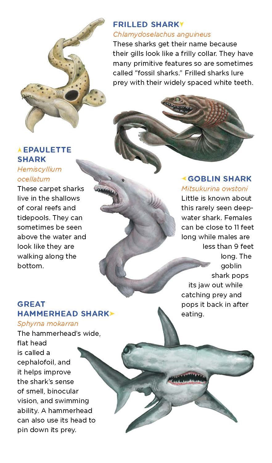 Super, Strong Tattoo Sharks