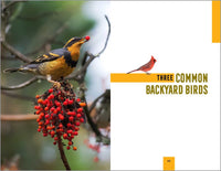 North American Bird Watching for Beginners