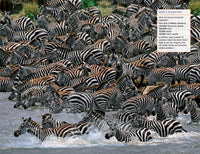 Fodor's The Complete Guide to African Safaris