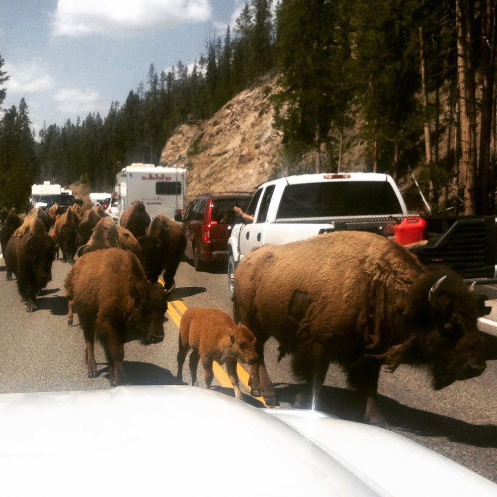 Wild Rescues