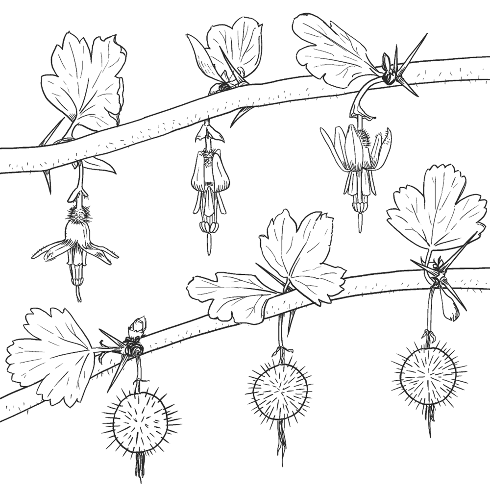 Forager