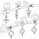 Forager